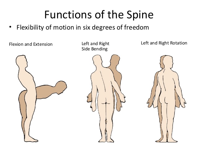 spine-anatomy-basic-spine-2009-16-638