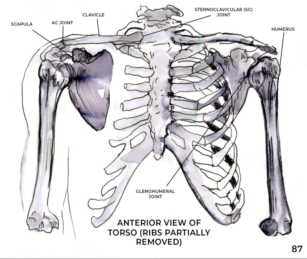 Scapular Stability