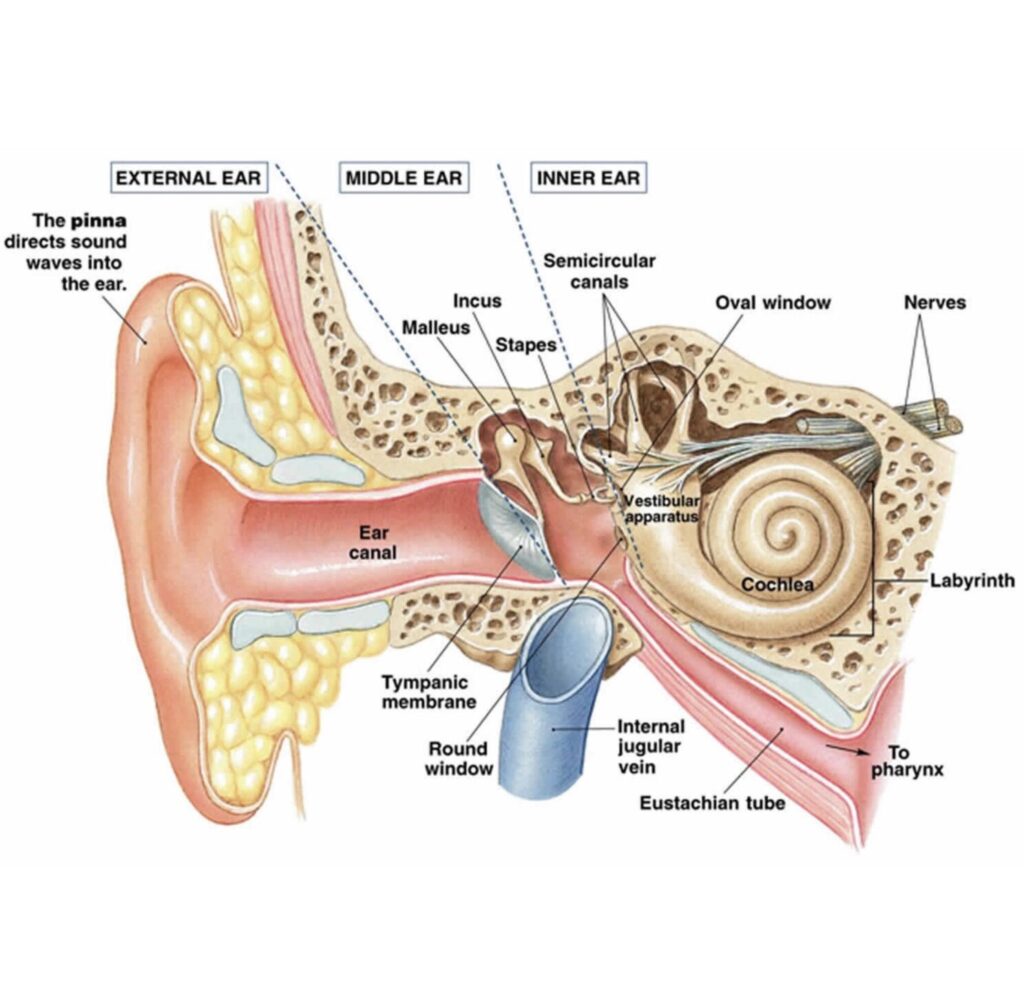 Vestibular System