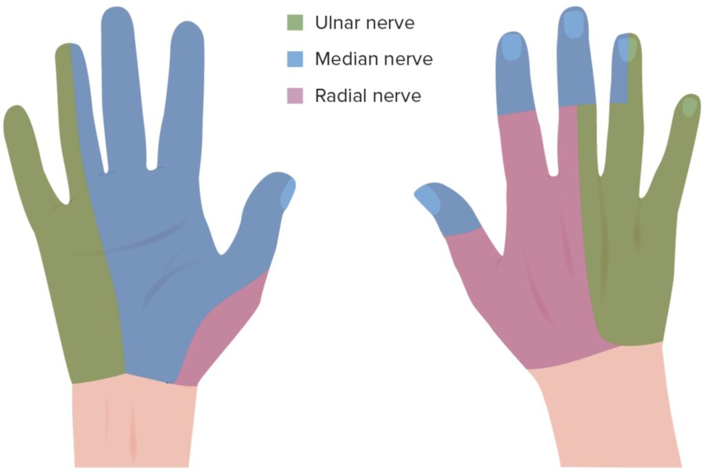 Upper extremity nerve glides