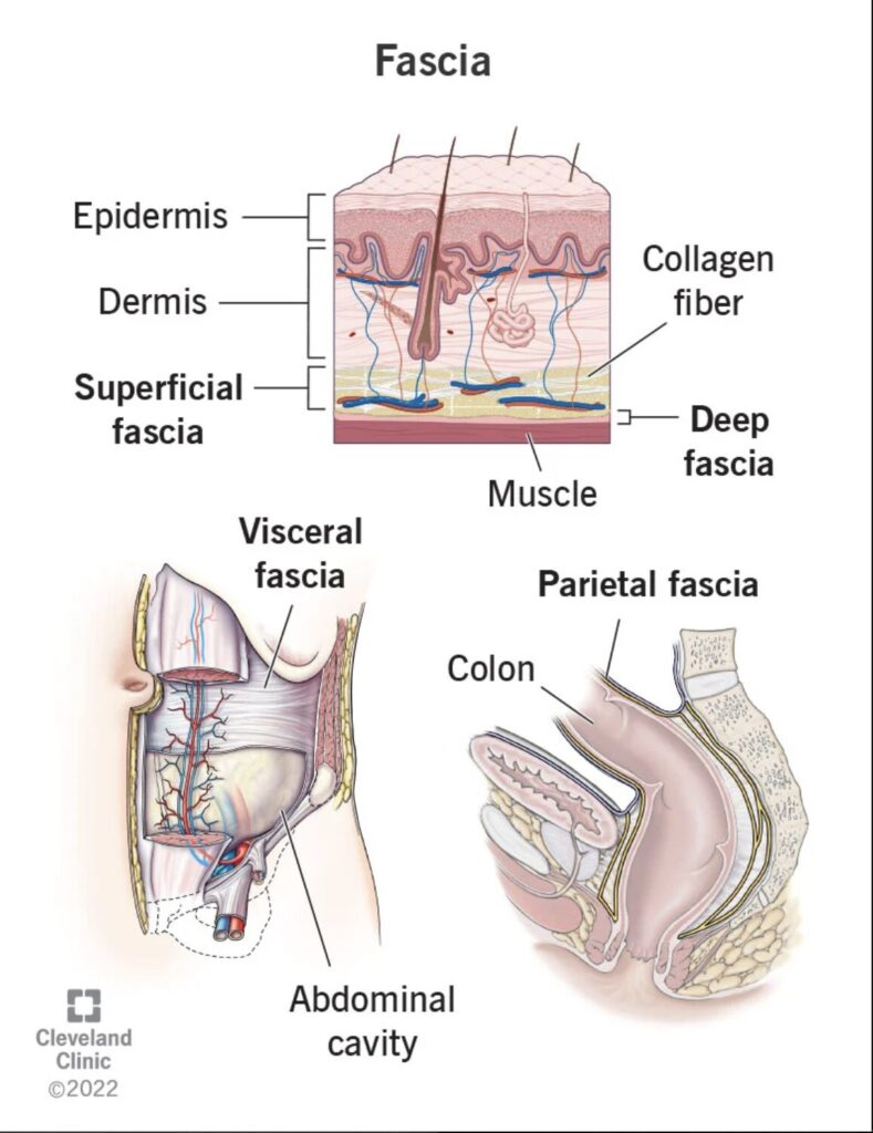 Fascia and why we may want to release it