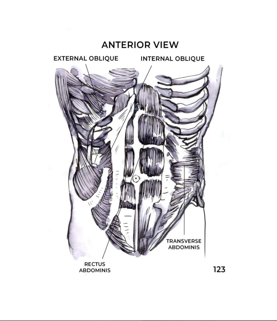 Transversus abdominis: